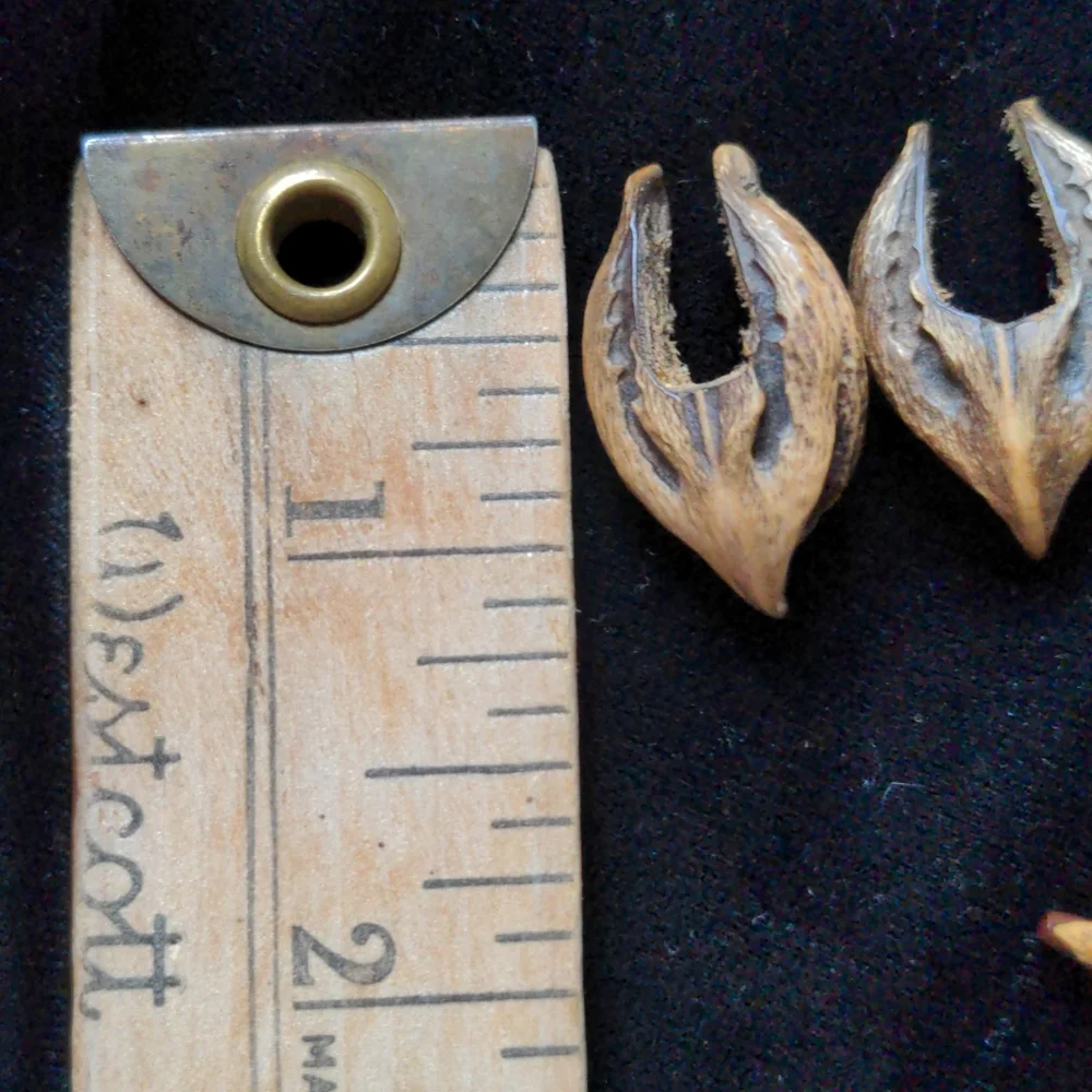 Wood/Nut Earrings - Picture 5 of 5